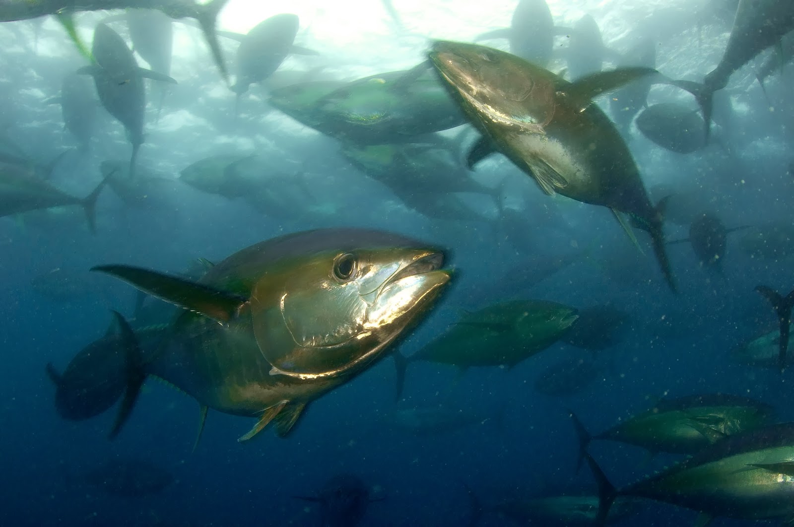Two Yellowfin Tuna Fishes Photo And Wallpaper Cute