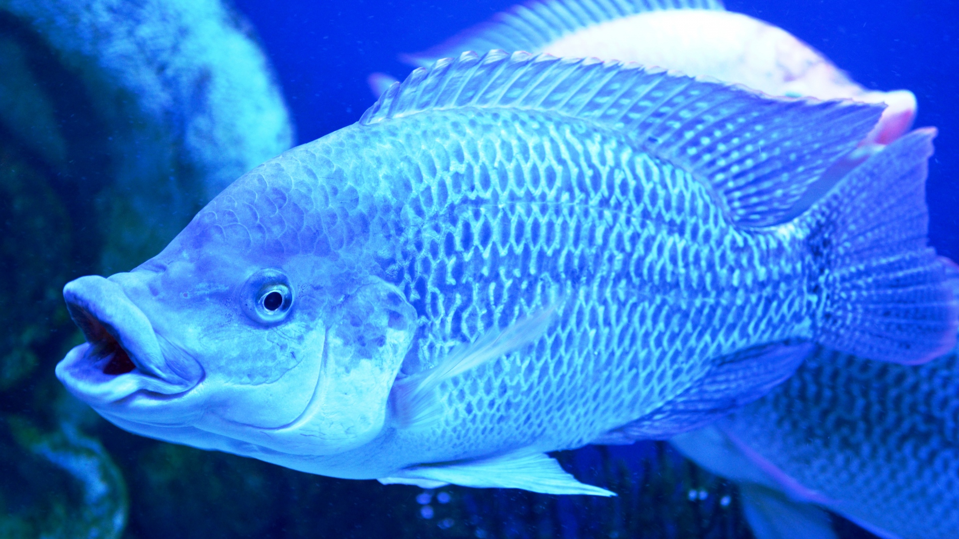 Wallpaper Fishes Aquarium Breath Scales Full HD 1080p