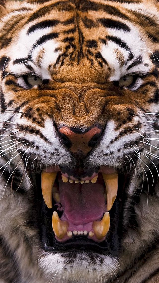 Angry tiger iPhone 5 Iwallpaper Wallpapers Pictures Piccit