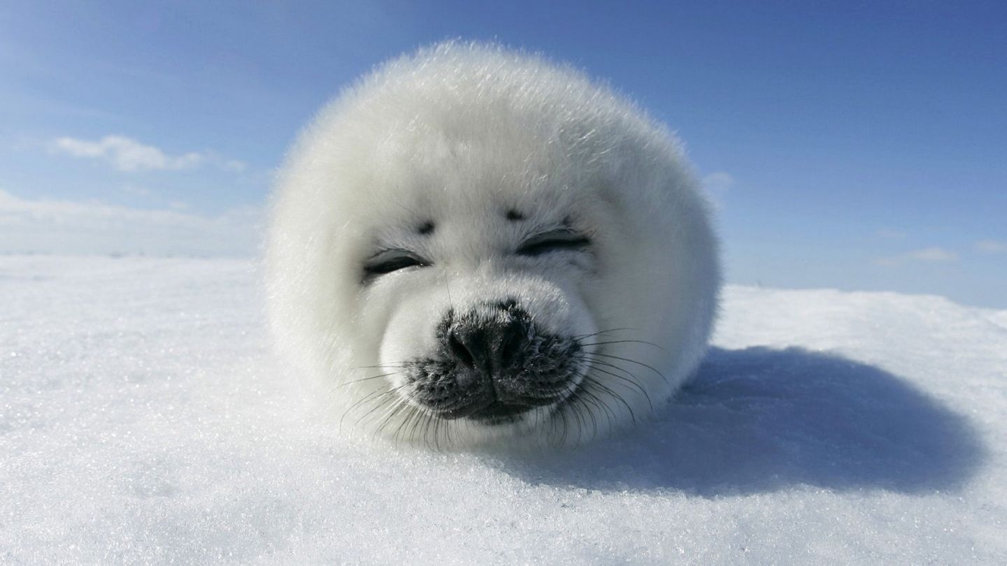 Wallpaper HD Cute Fluffy Seal