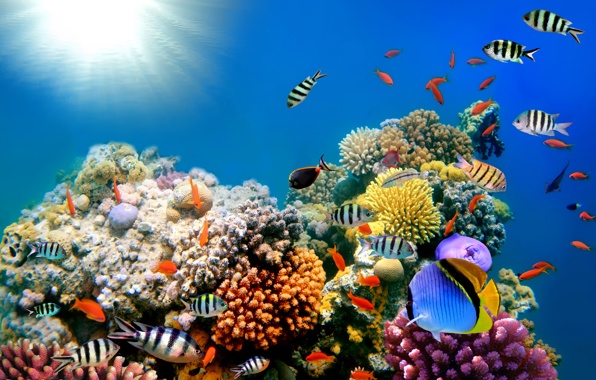 Reef Underwater Ocean Fishes Coral Wallpaper