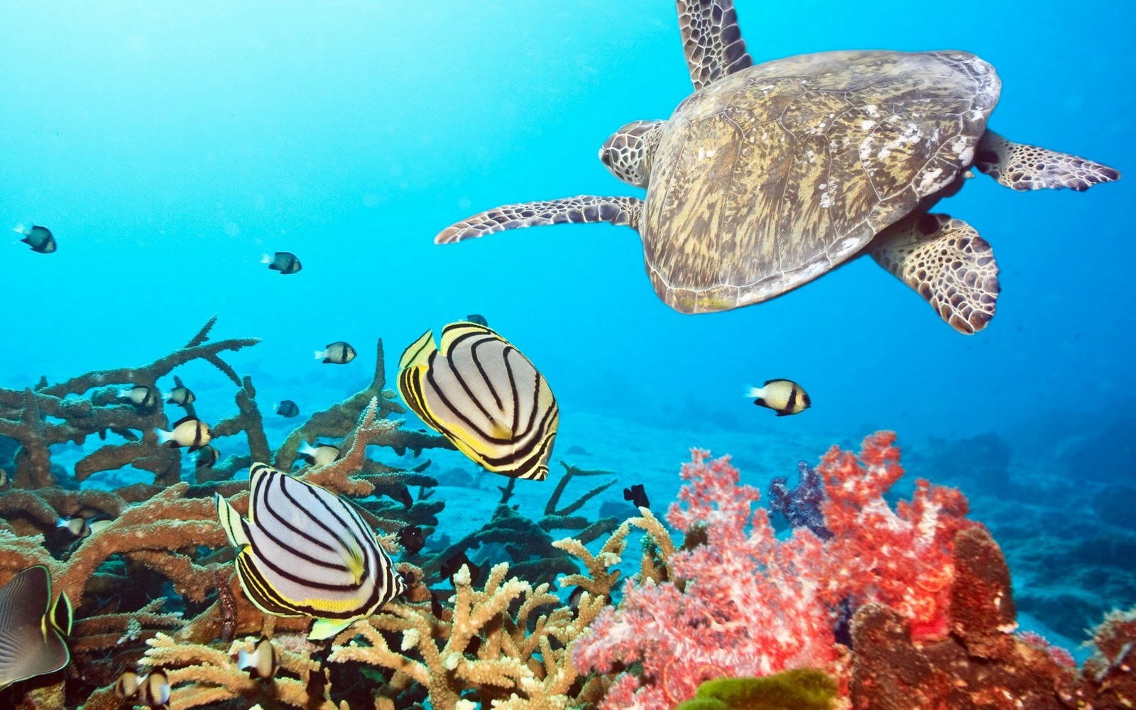 Ocean Plants Fish Underwater Wallpaper Screensaver