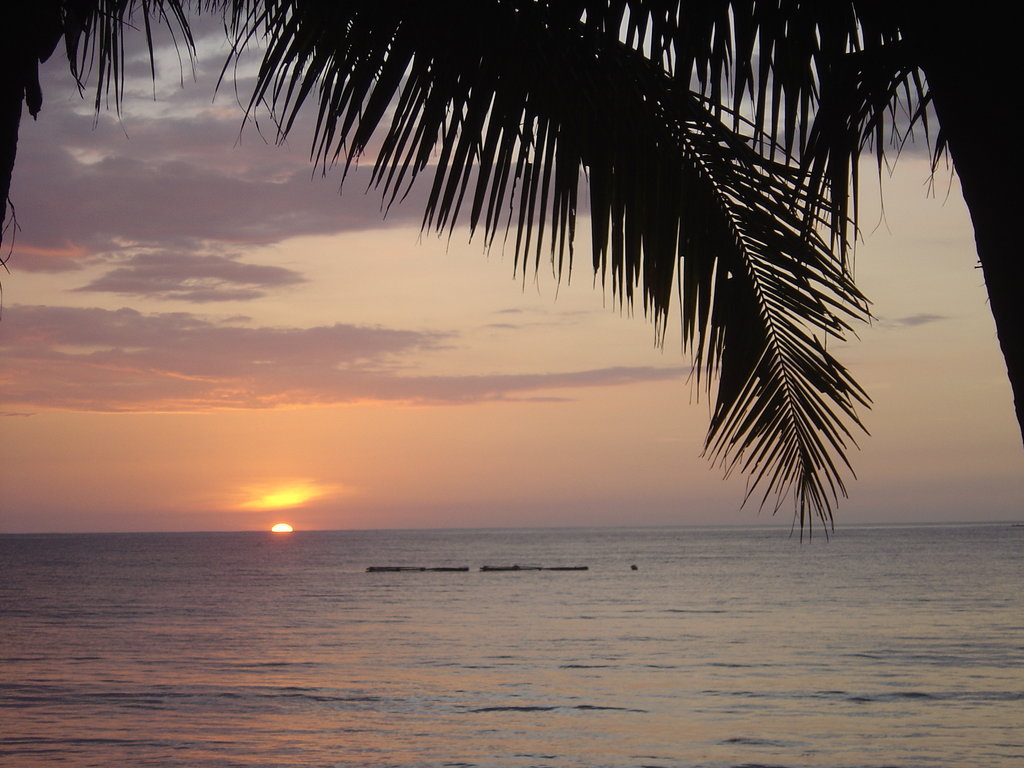 Sunset Wallpaper Palms Island Sceneries