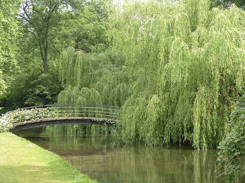 lakes   Yahoo Image Search Results  Nature Weeping willow Landscape