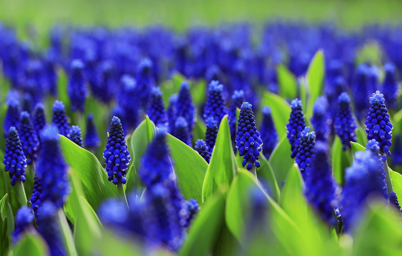 Wallpaper Flowers Glade Bright Spring Flowerbed Blue A Lot