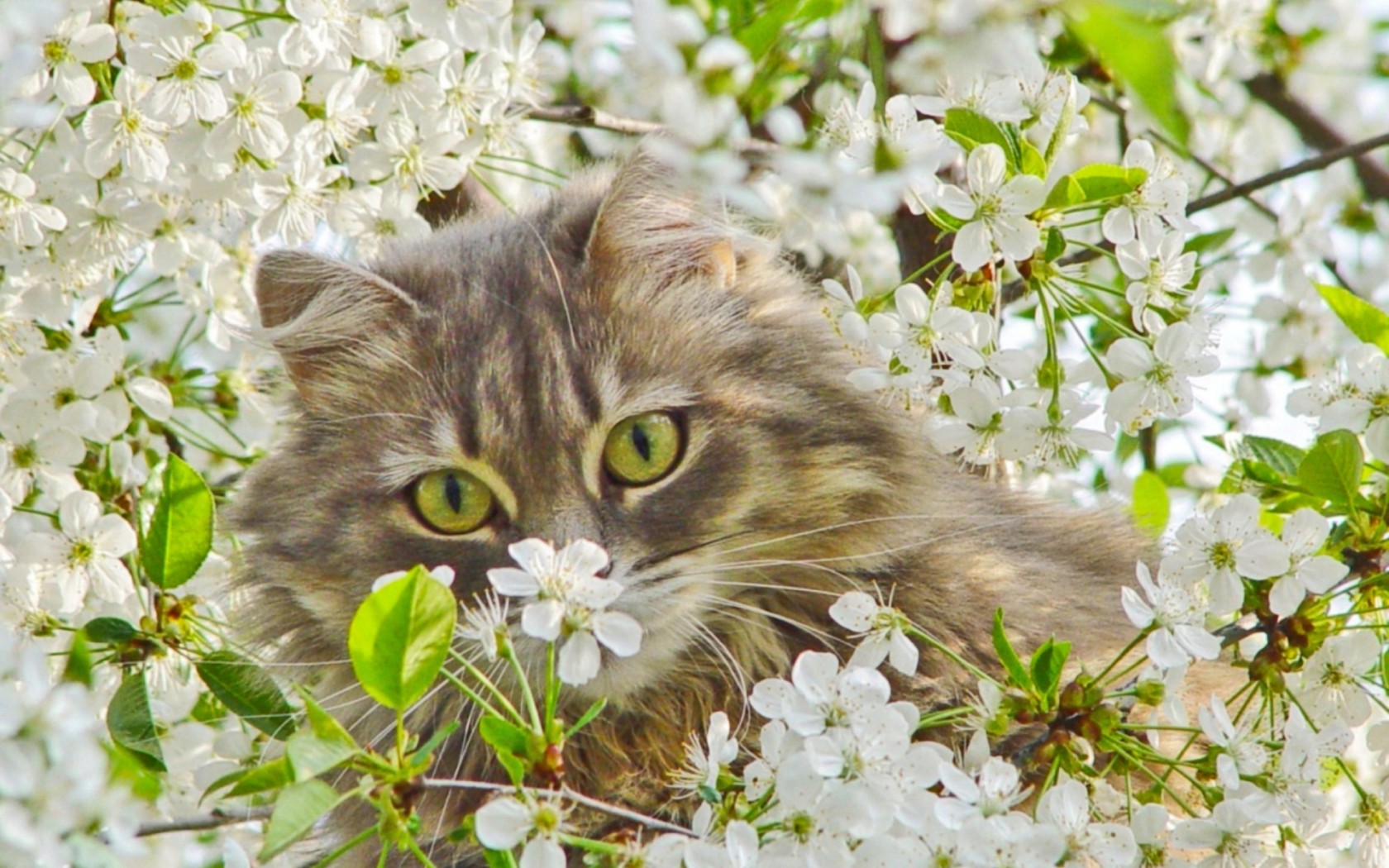 Cat And Cherry Flowers Wallpaper By Lizzieben19 Revelwallpaper
