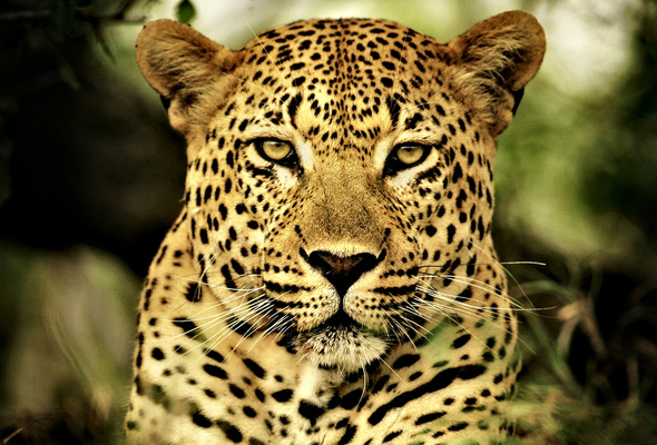 Wallpaper Leopard Wild Cat Big Face Desktop