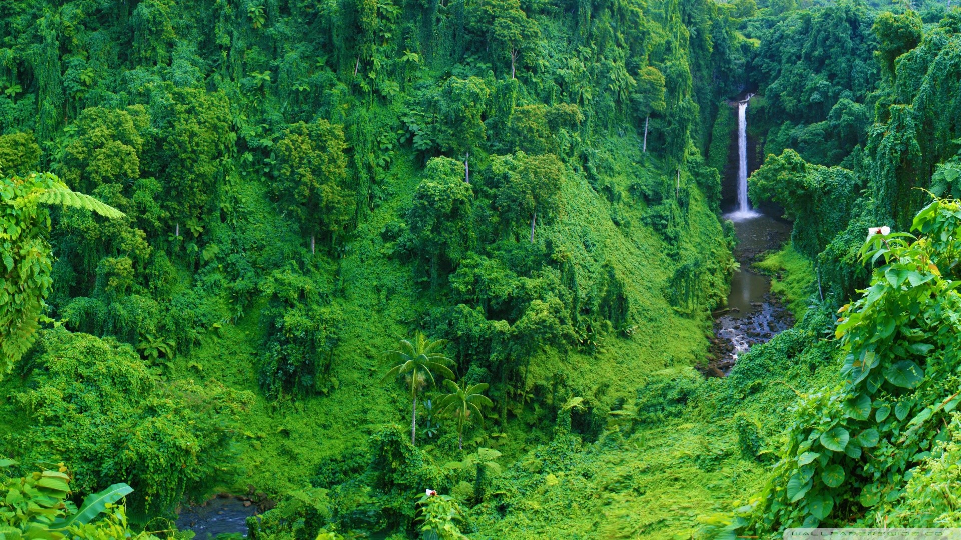 Amazing Rainforest Wallpaper For iPad