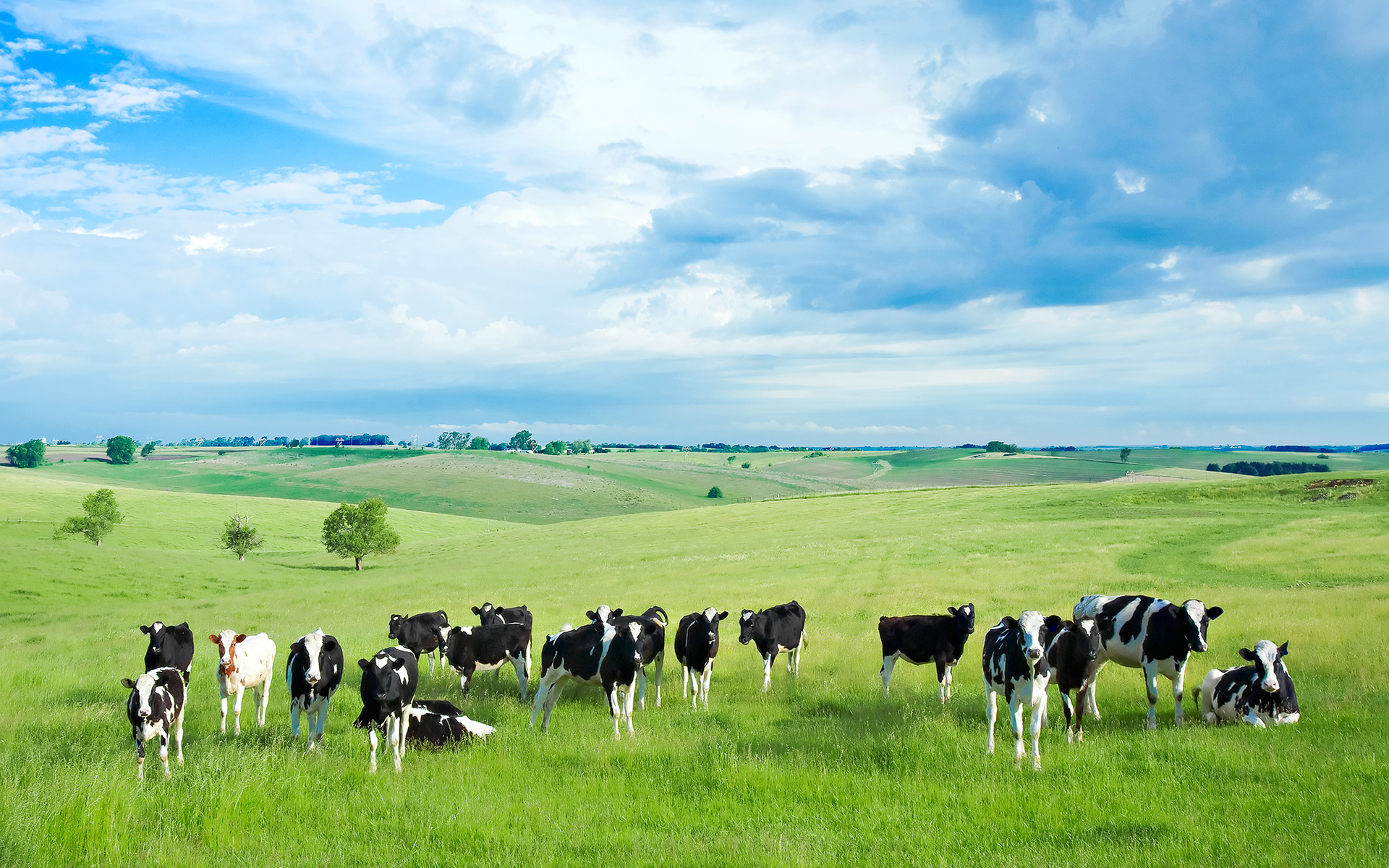 Wallpaper Usa Field Cow Wisconsin Meadow Cows On The