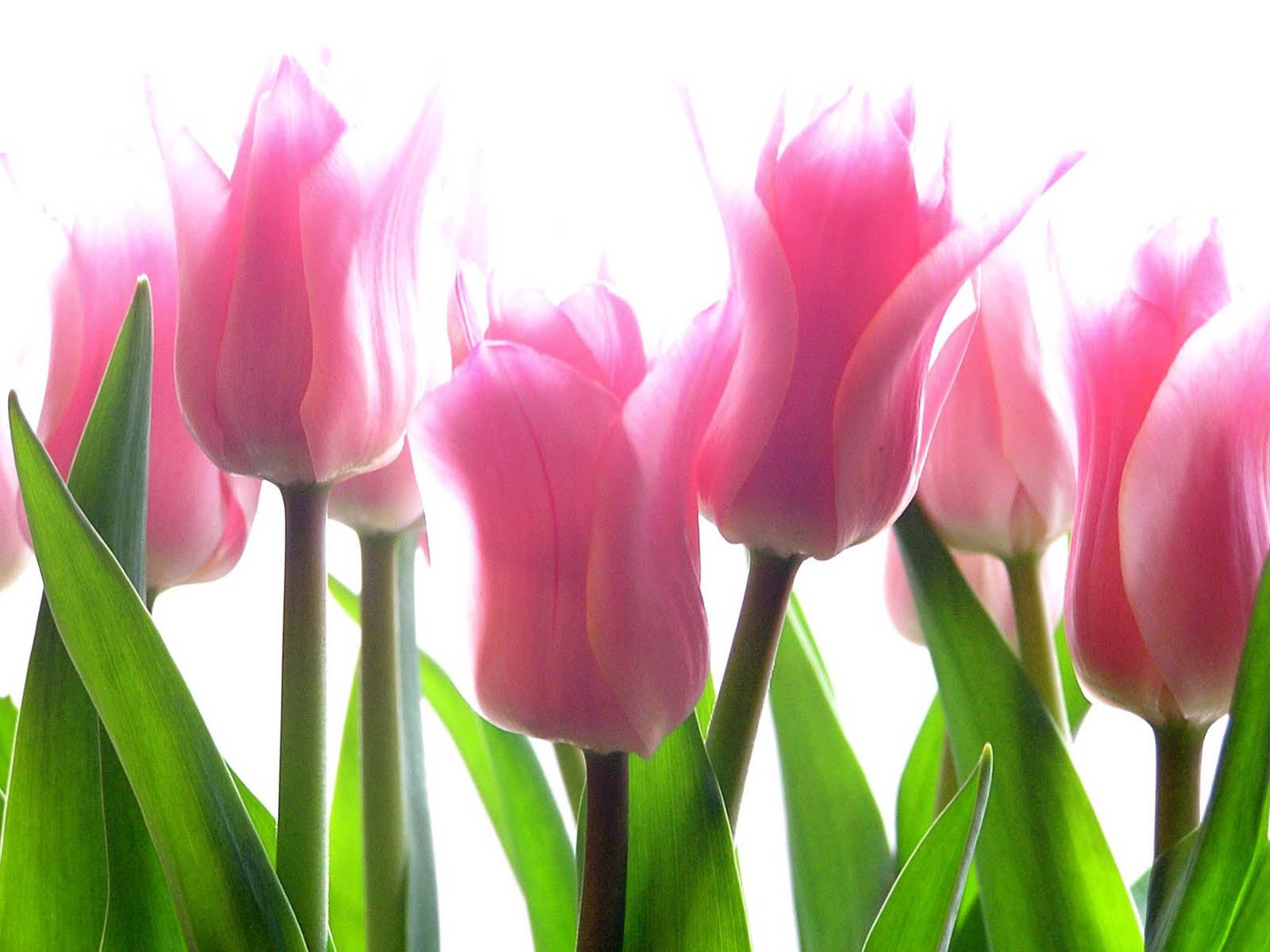 Pink Tulip Flower Pictures