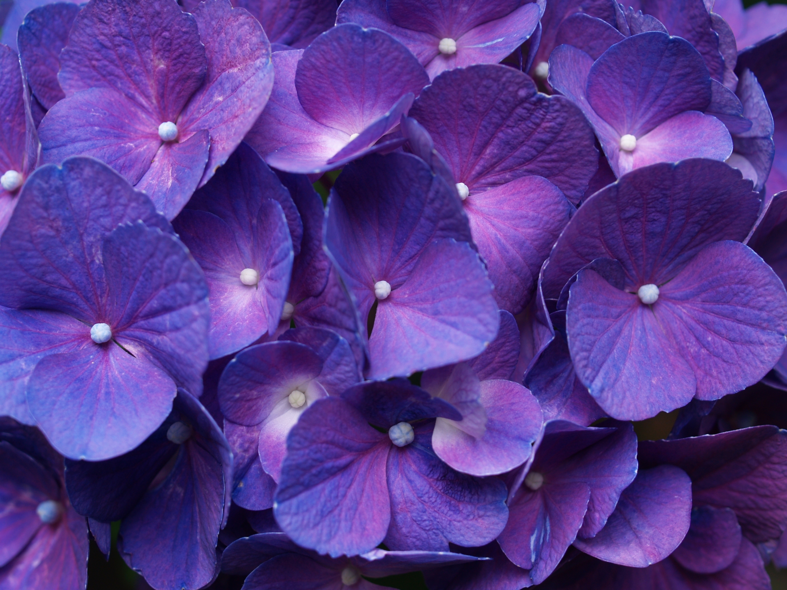 Hydrangea Purple Wallpaper