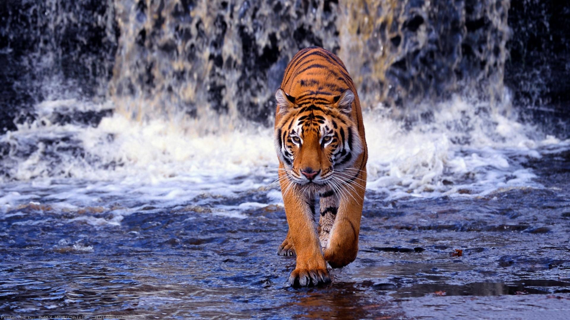 A majestic tiger strides through shallow water with a waterfall in the background