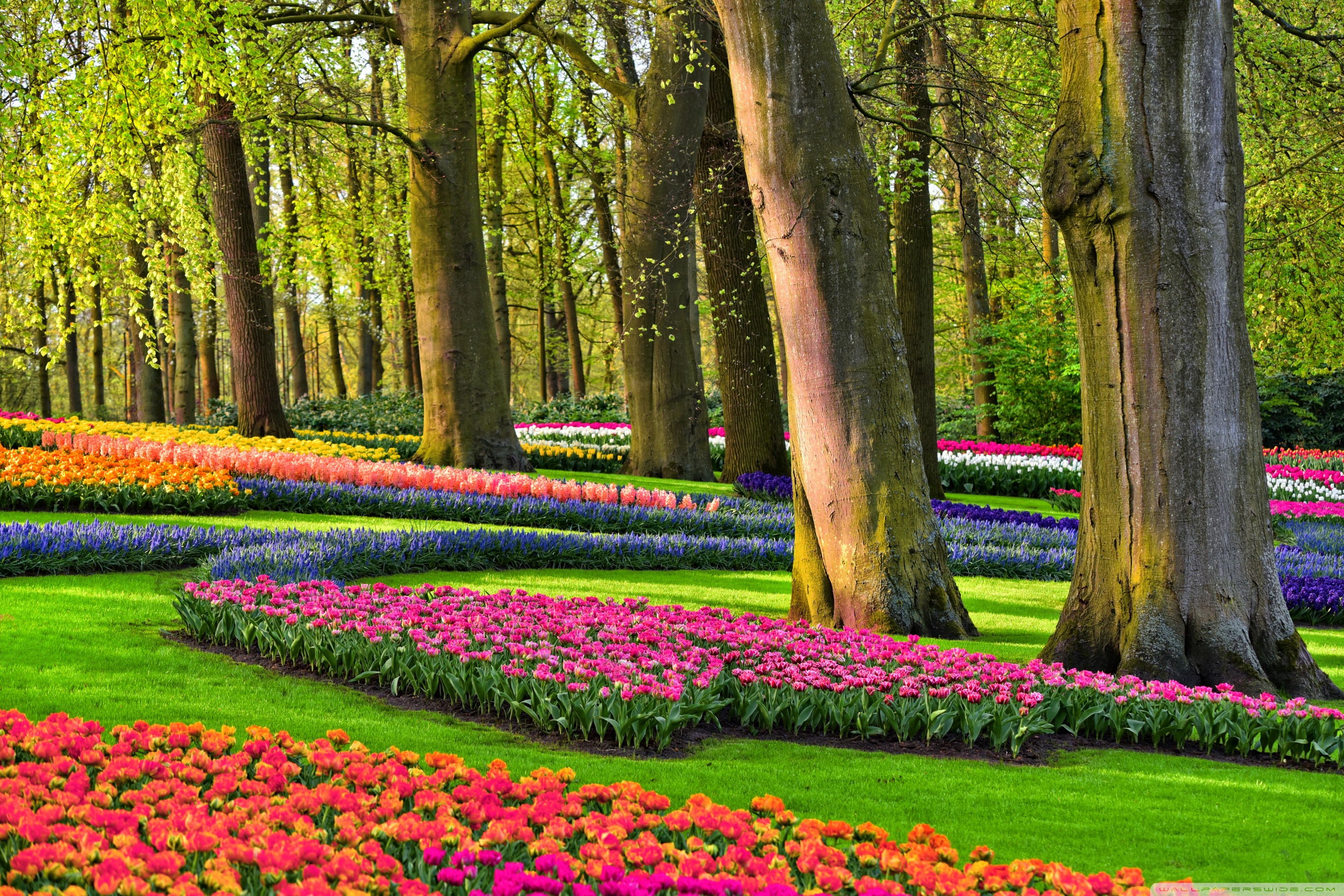 Colorful Spring Gardens Holland Herlands 4k HD Desktop