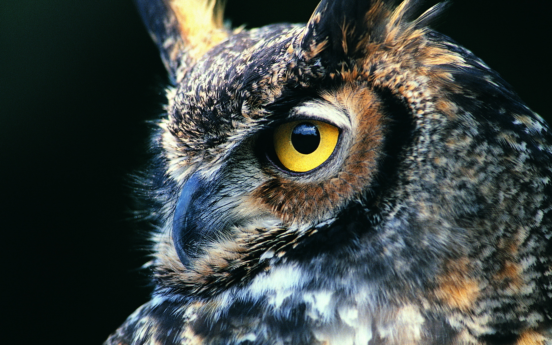 Great Horned Owl Puter Wallpaper Desktop Background