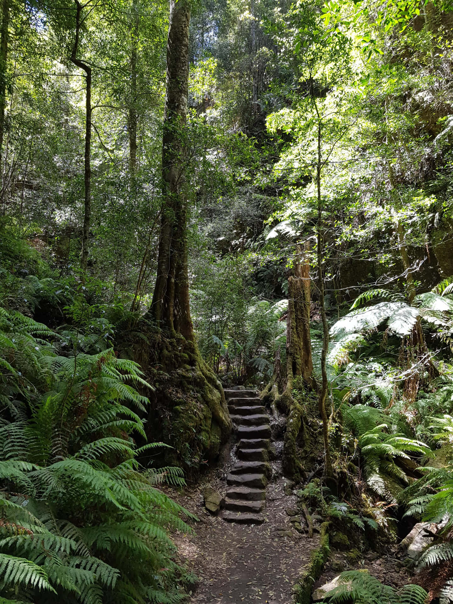 Blue Mountains National Park Wallpaper
