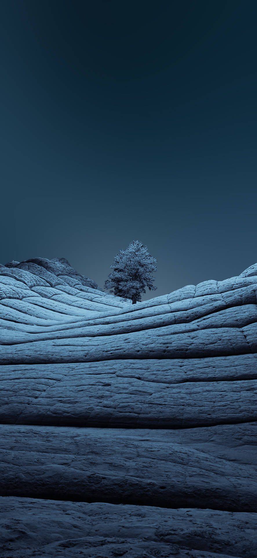 Interesting Tree For iPhone Wallpaper