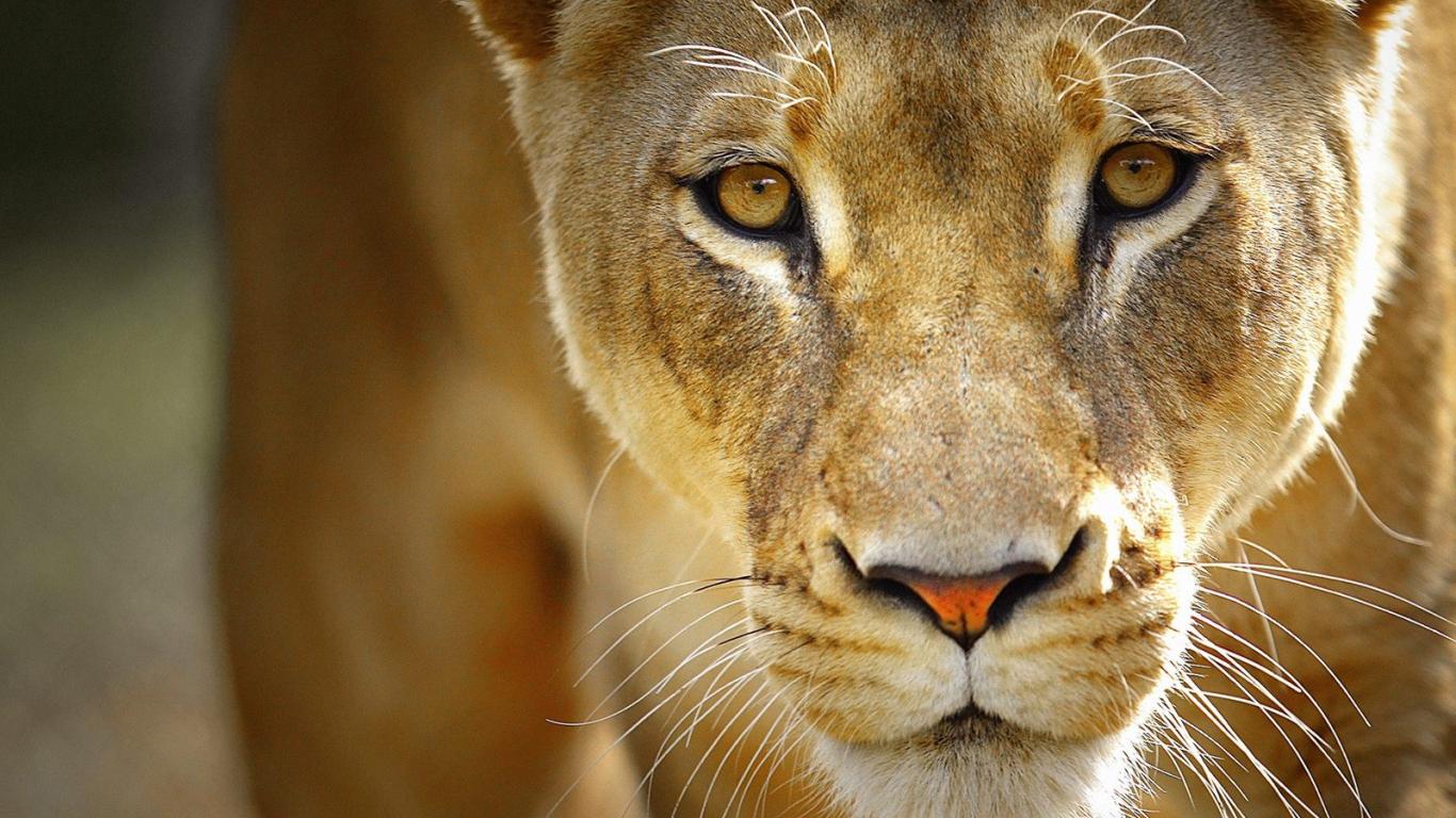 Pics Photos Lion And Lioness Hq Wallpaper