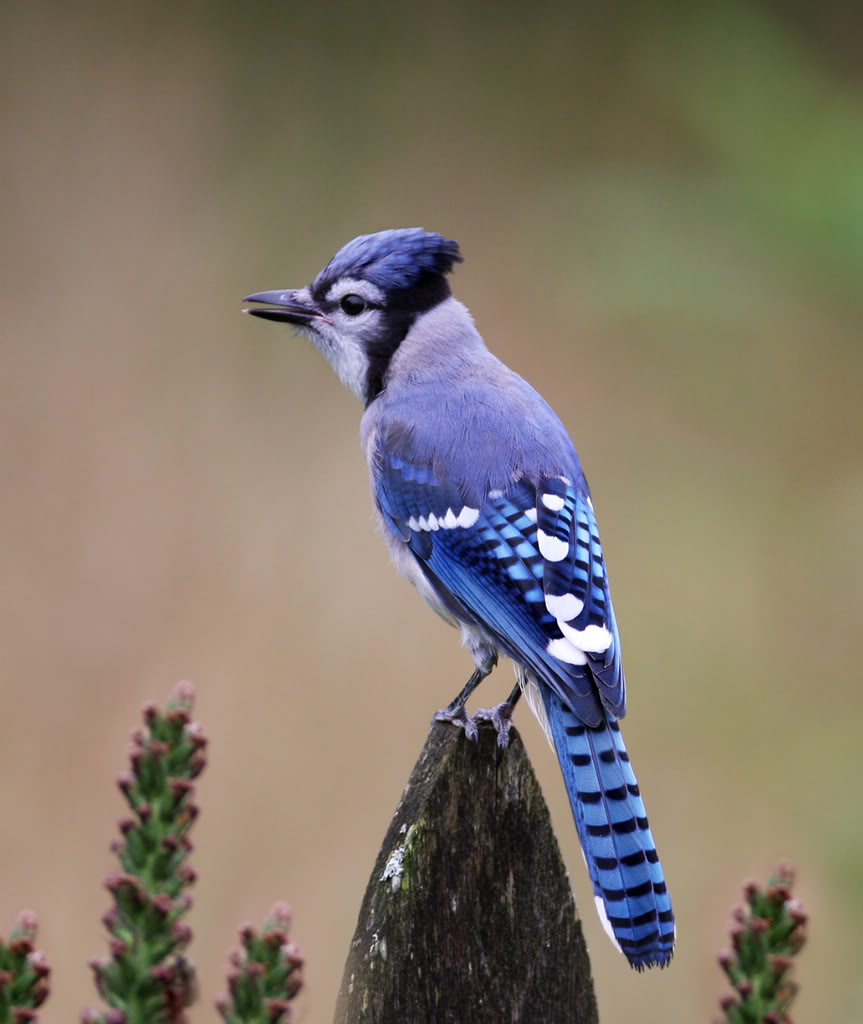Wallpaper Sea Blue Jay Background For