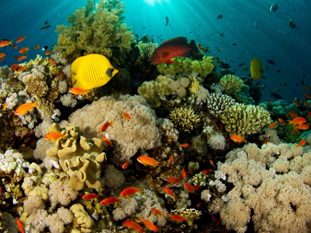 Wallpaper Living Corals And Reef Inhabitants Photos Walls