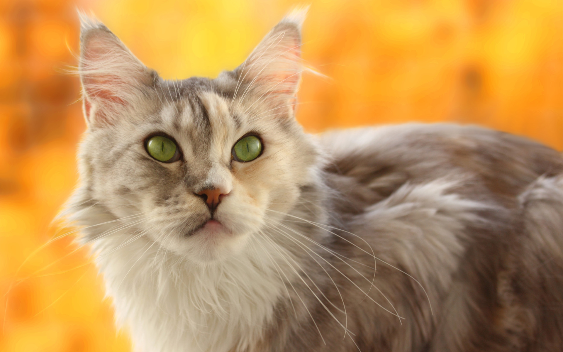 Resolution Wallpaper Of Cat Photo Muzzle The Yellow Background