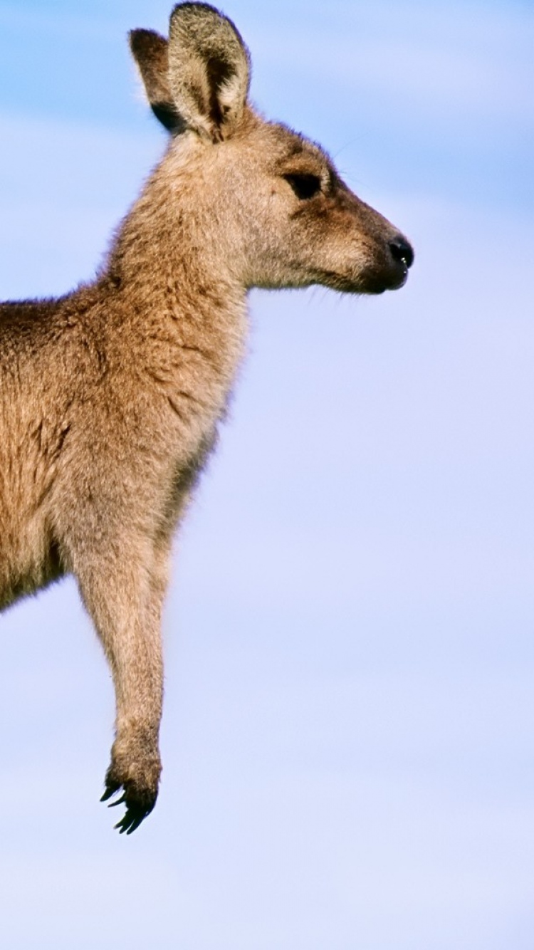 Kangaroo Baby Background Profile Wallpaper iPhone