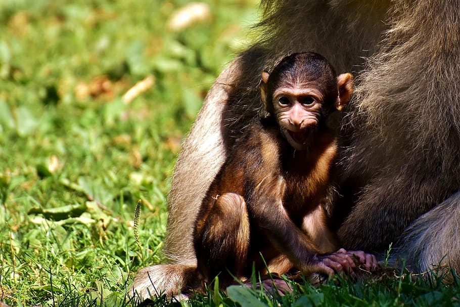 HD Wallpaper Ape Baby Monkey Barbary Endangered Species
