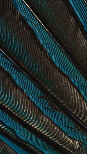 Feathers Fur Dark Round Wallpaper Background