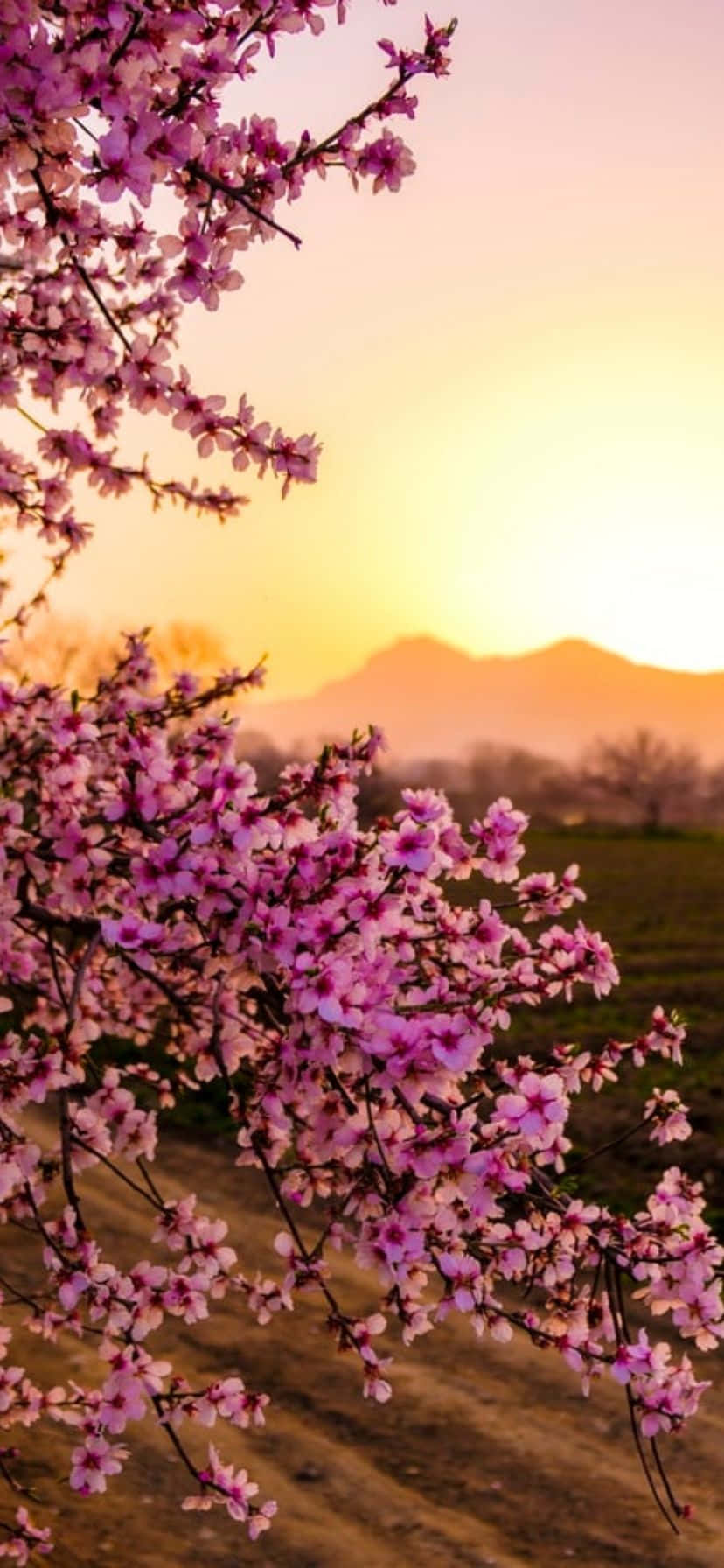 iPhone Flowers Wallpaper