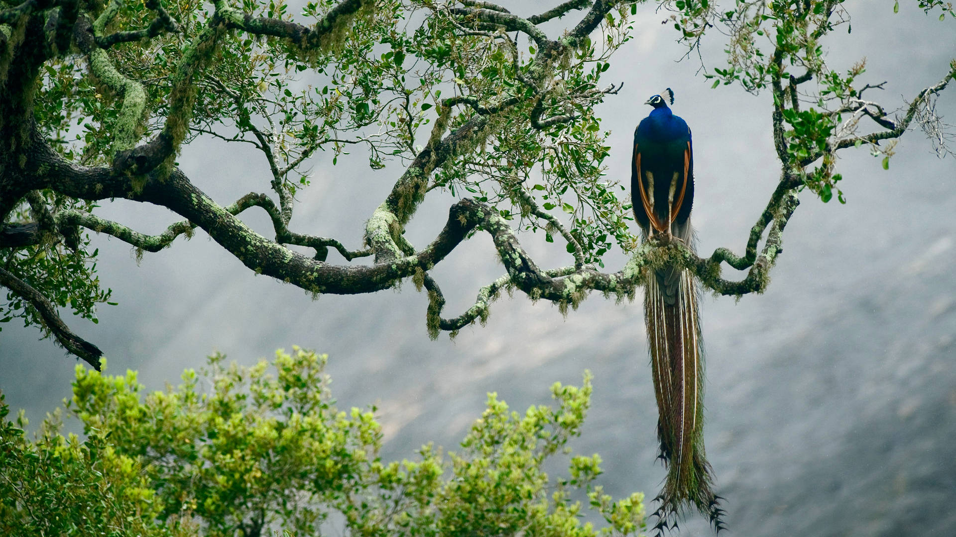HD Birds Wallpaper