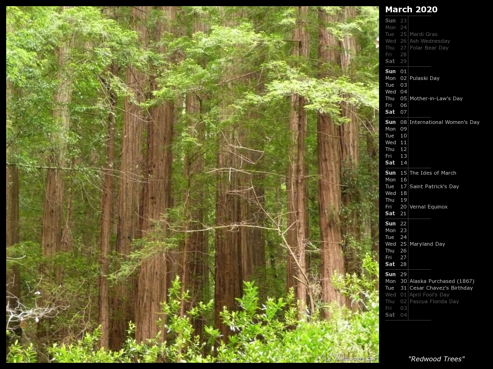 Mlewallpaper Redwood Trees Calendar