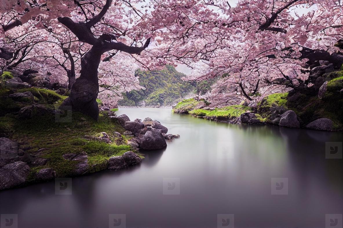 Beautiful Landscape Of River And Blooming Cherry Blossoms In Spr