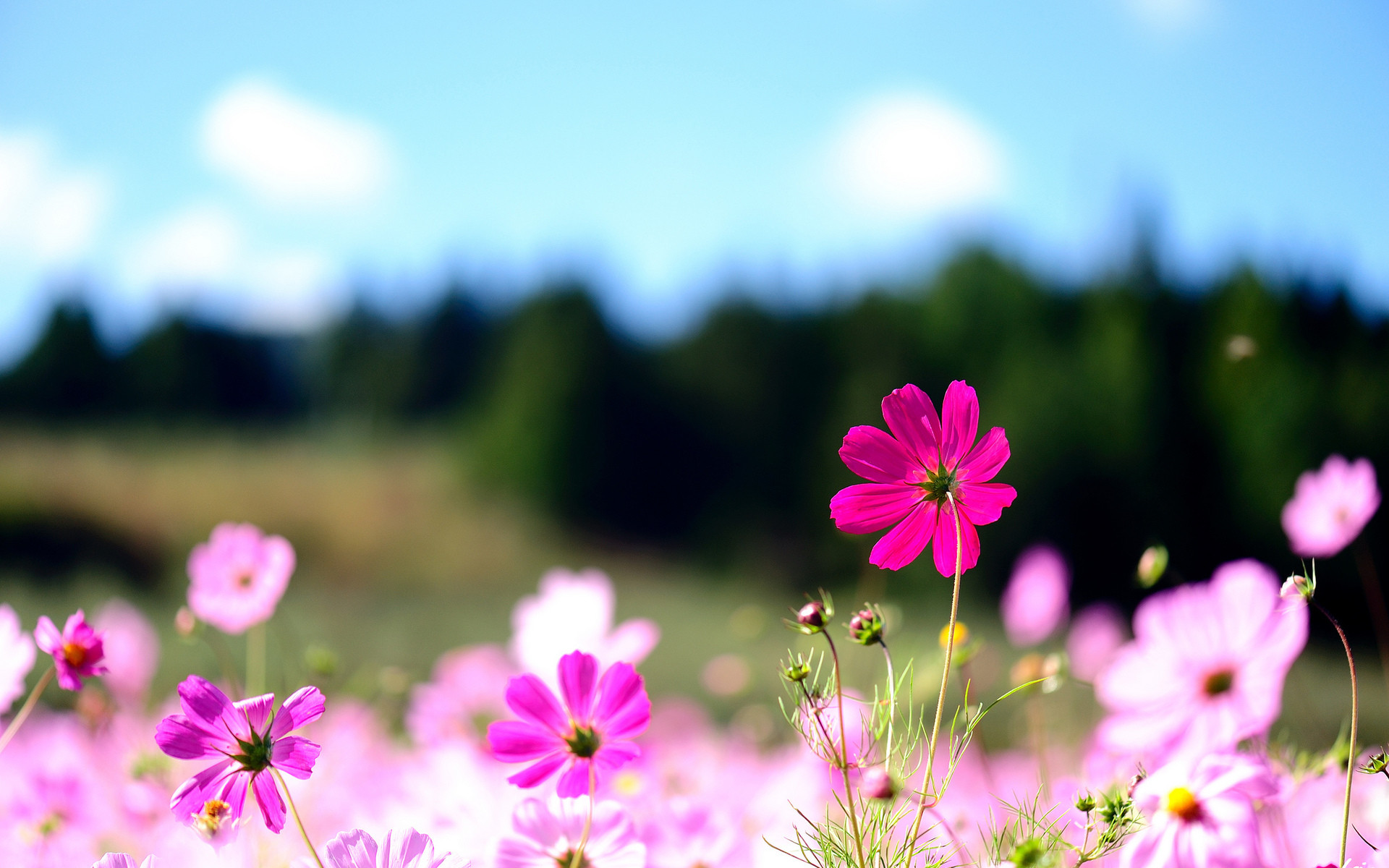 Puter Background Flowers Image