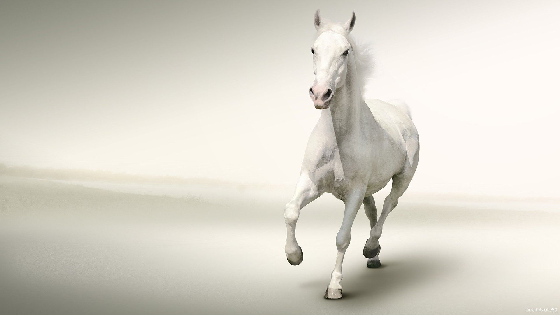 White Horse Wallpaper