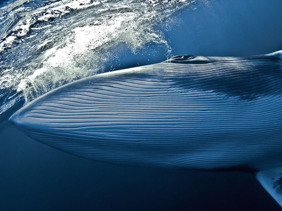 Photo Dwarf Minke Whale Underwater