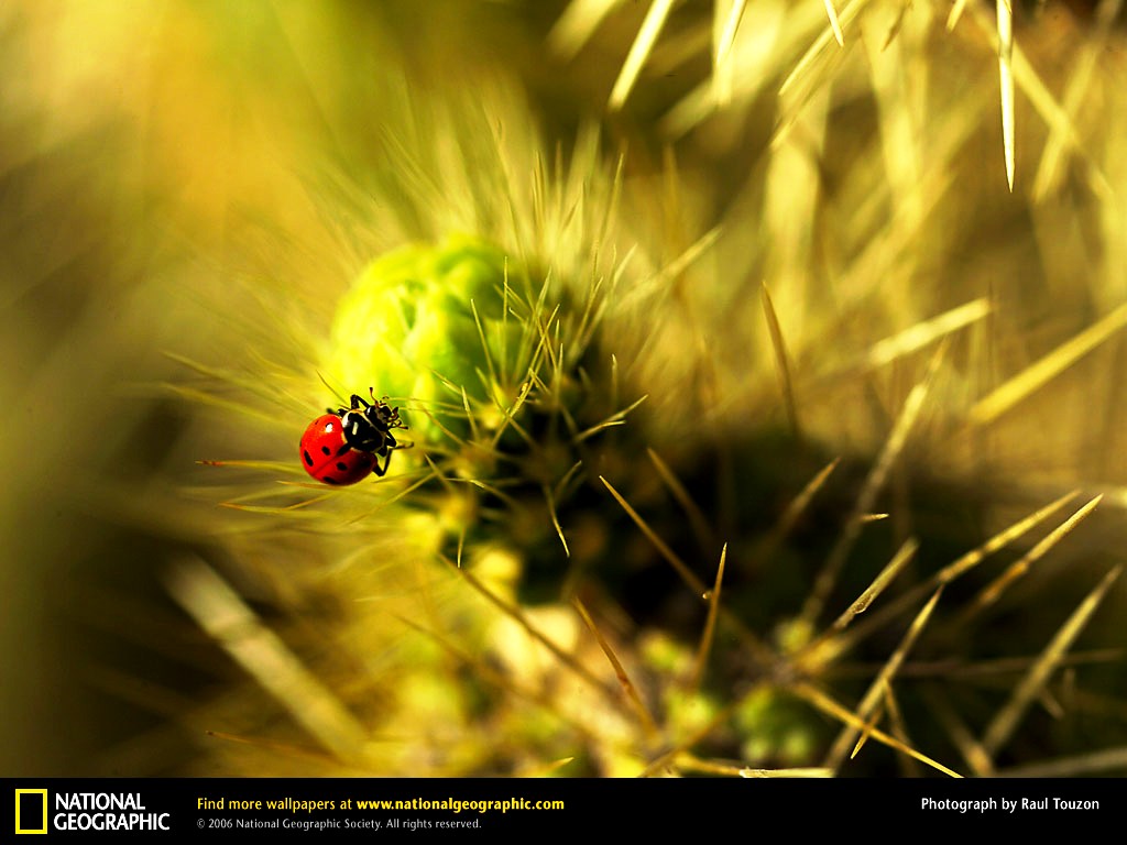 Puter National Geographic Id Buzzerg