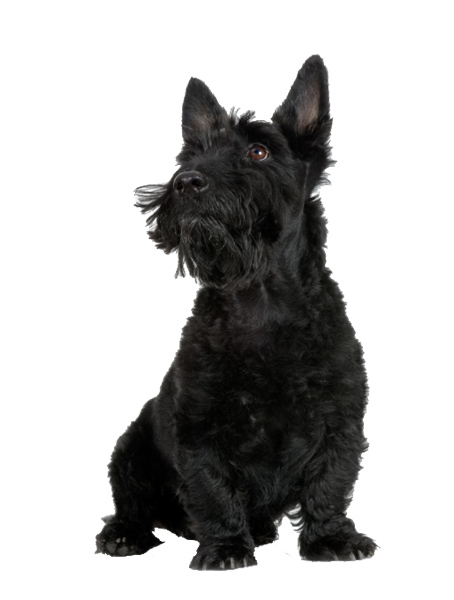 Wsd64 Life Size Scottish Terrier Dog Peel Stick Wall Decal