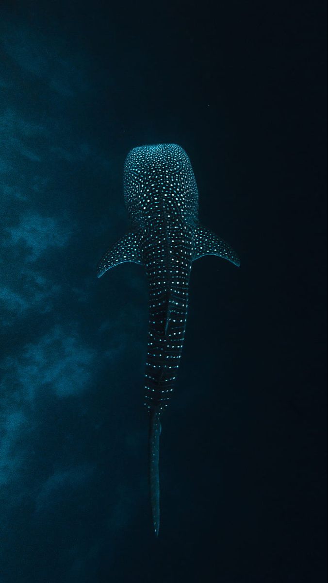 Whale Shark iPhone Wallpaper