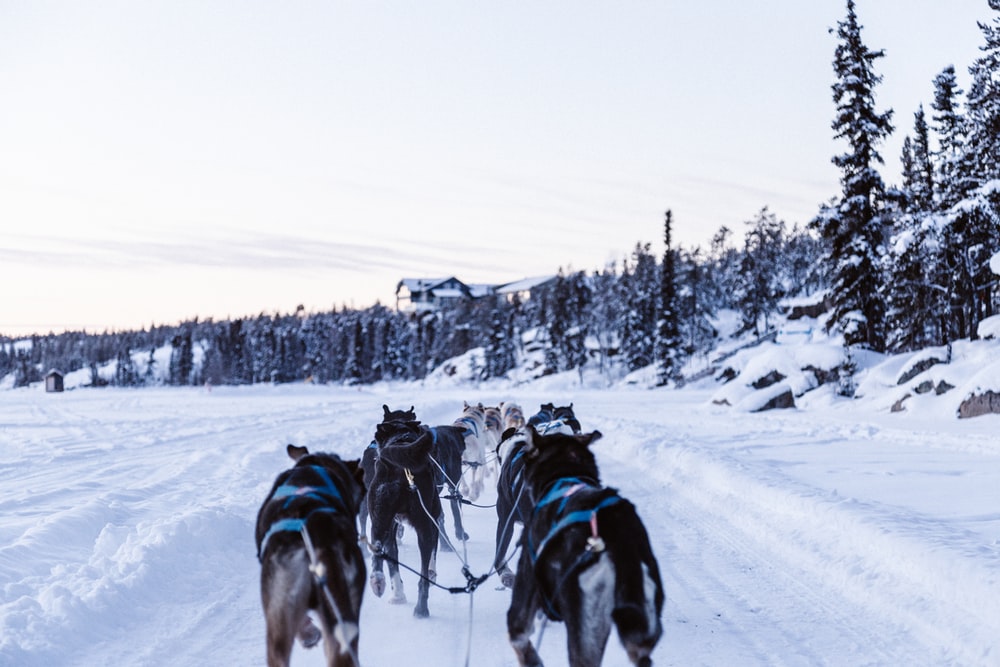 Dog Sled Pictures Image
