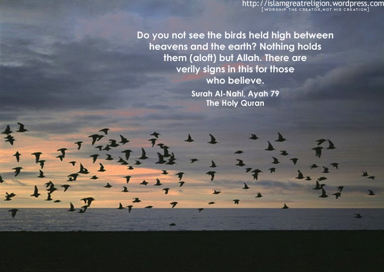 Do You Not See The Birds Held High Between Quran Verses Wallpaper