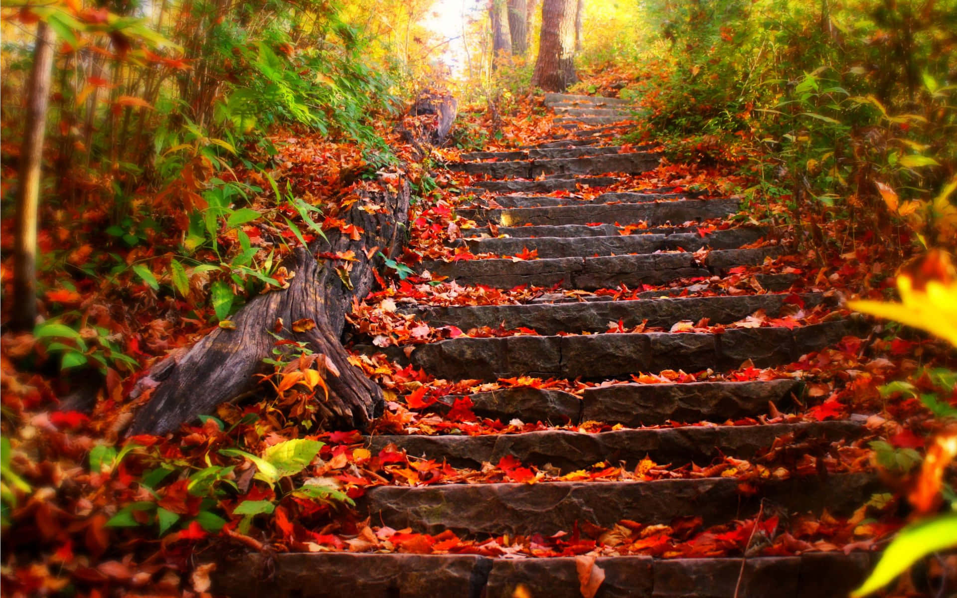 Cute Autumn Wallpaper