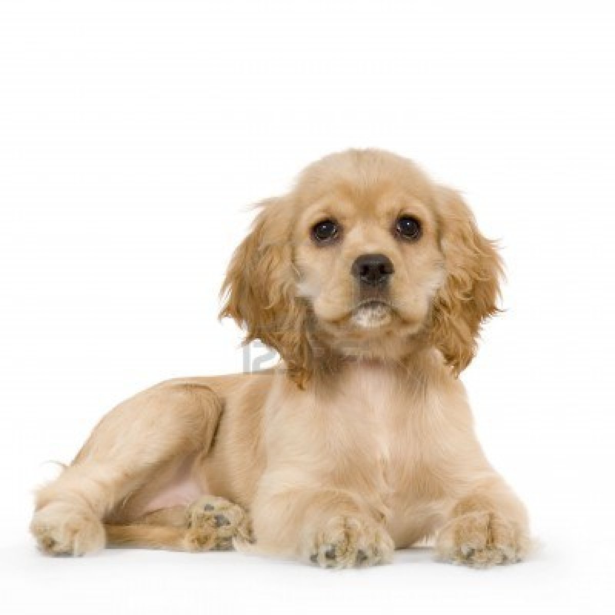 American Cocker Spaniel Puppies Pictures