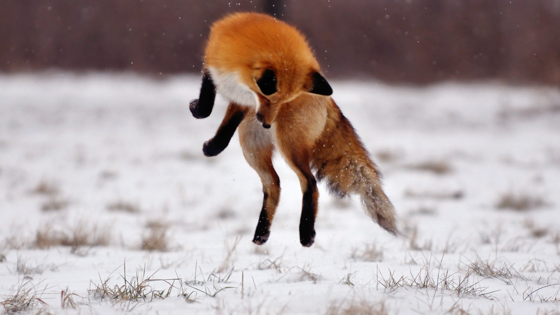 Most Beautiful Fox Wallpaper Full HD Pictures