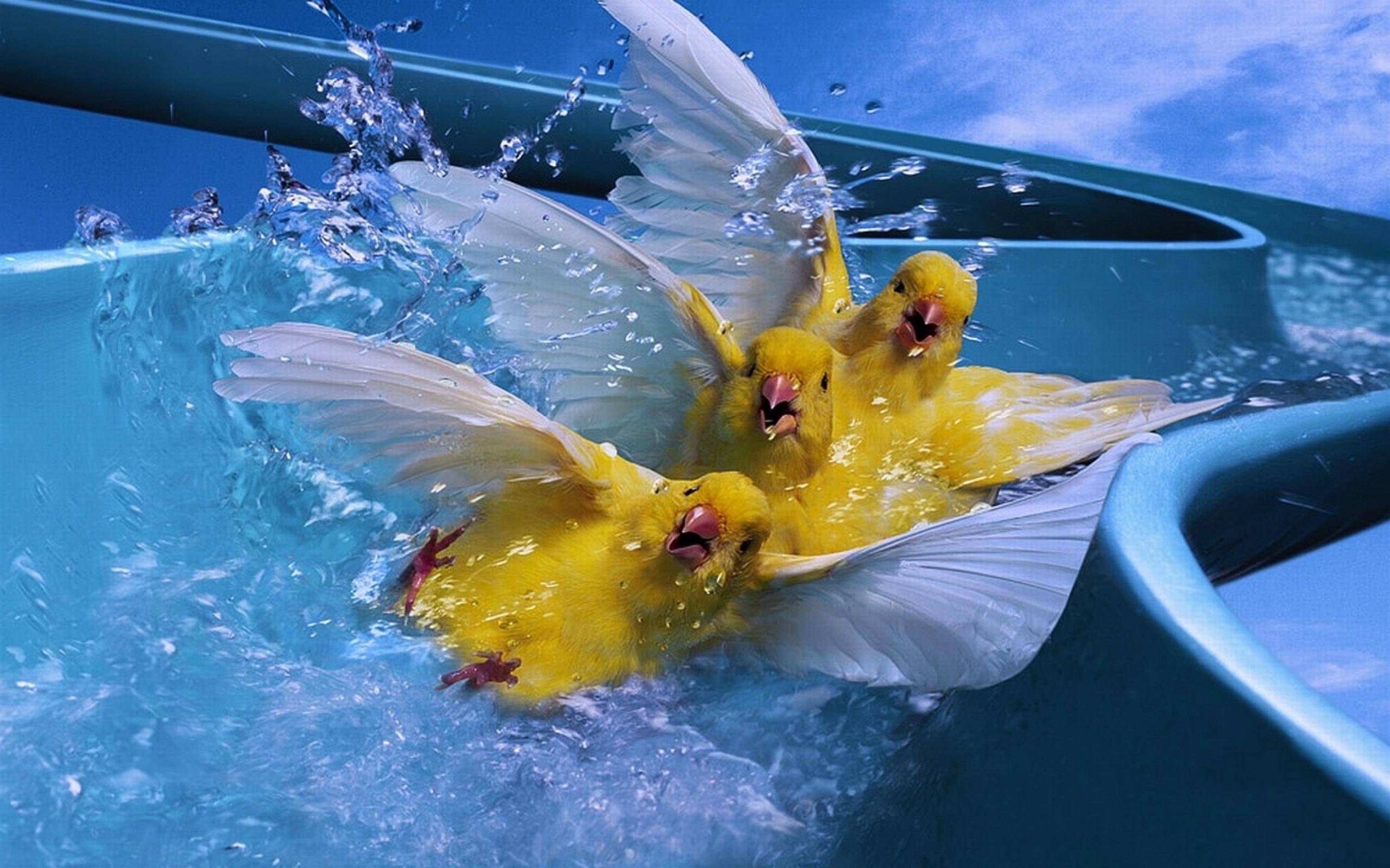 Weeeeee Birds On A Water Slide Look Like Fun Too Funny