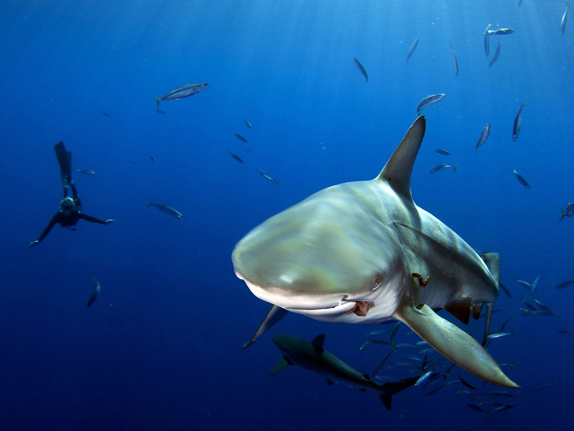 Scuba Diving iPhone Wallpaper Nature Shark Water Fish Pictures