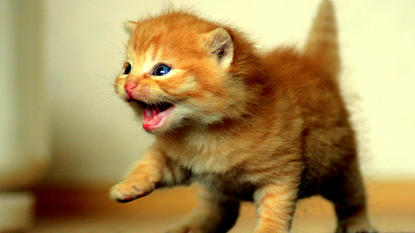 Cats Baby Kitten Desktop Wallpaper Beautiful