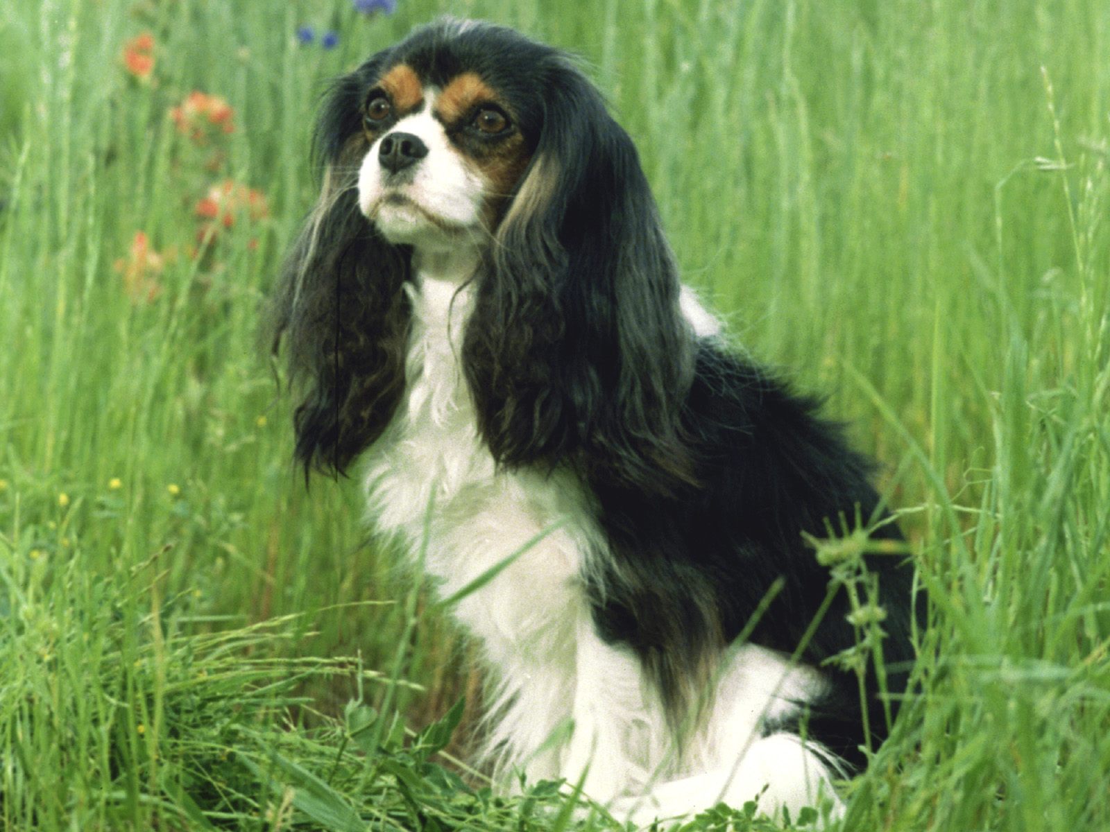 King Charles Spaniel In Cavalier Pictures