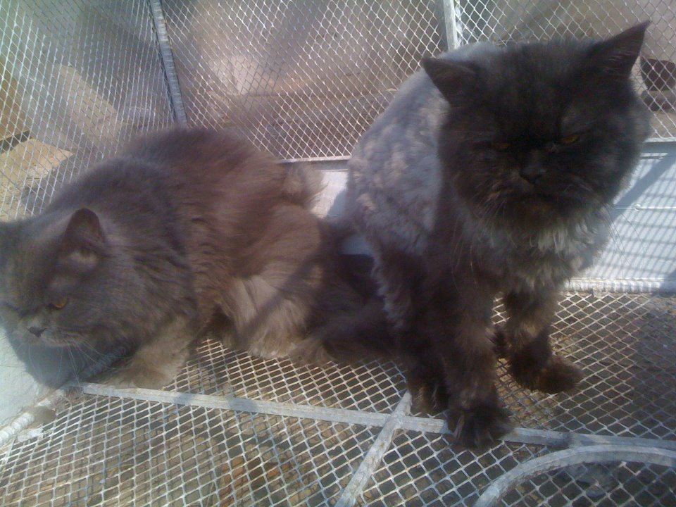 grey angora cat hd a pair of grey persian punch face for sale   cats