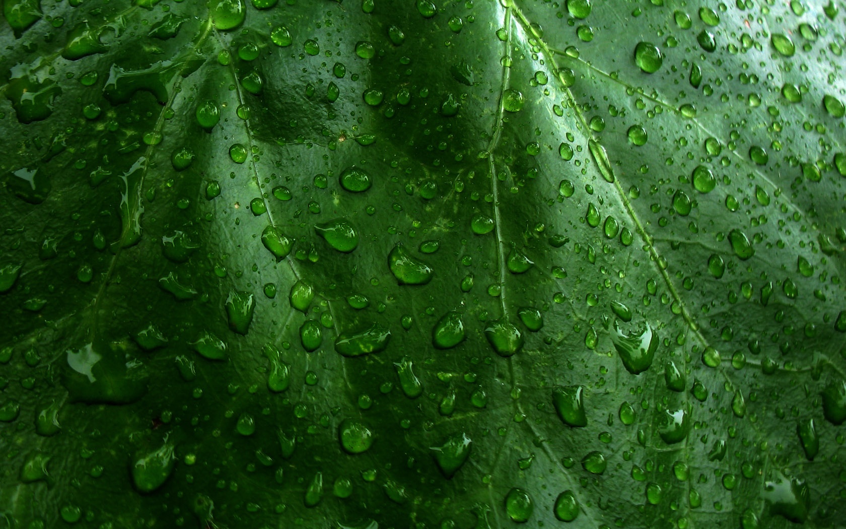 Wet Green Leaves Wallpaper And Image Pictures Photos