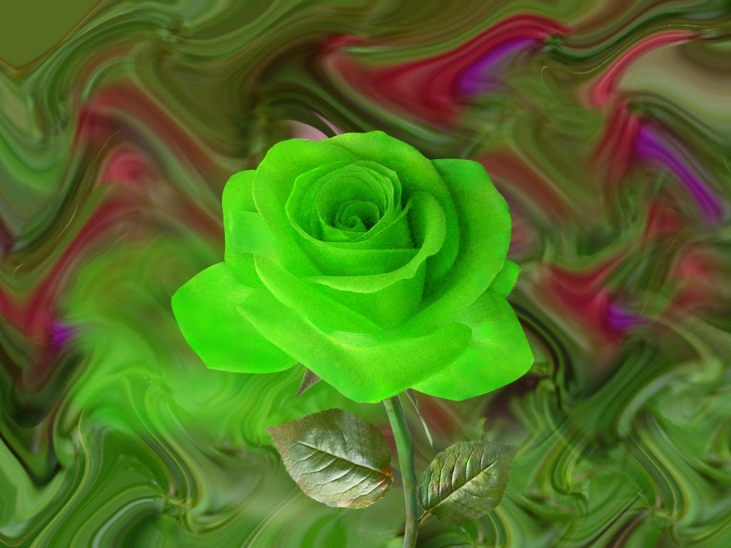Green Rose Wallpaper With Leaves On Abstract Ground
