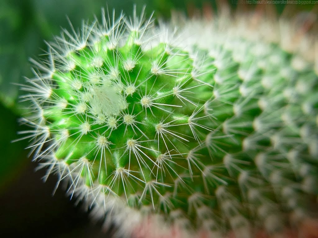 Beautiful Wallpaper Cactus